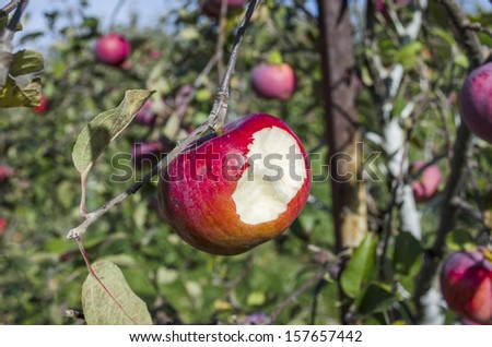 bite of apple