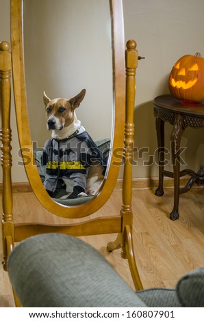 dog in costume in front of mirror