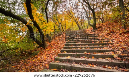 Forest stairs