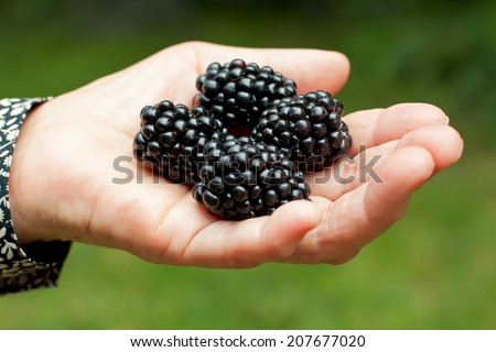 Picture of blackberries in an elderly hand