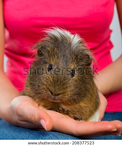 Female hand holding a beautiful guinea pig