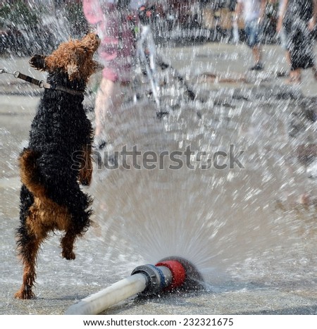 dog jumping in water from firehose