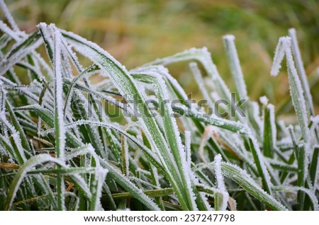 frozen grass in december