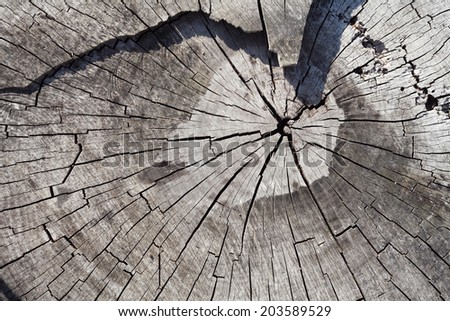 Cross Section of Old Tree Trunk Showing Growth Rings. Texture Background. Pear Tree Stump.