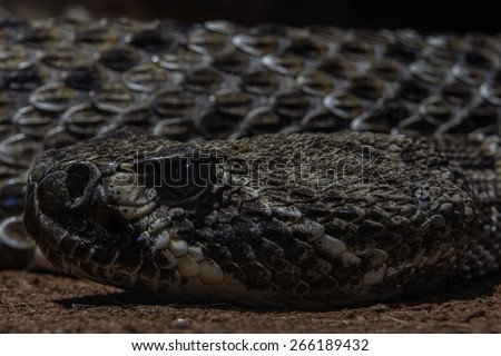 Texas rattle snake cotalus Atrox close up head and scales