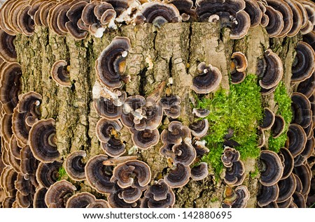 poison mushroom