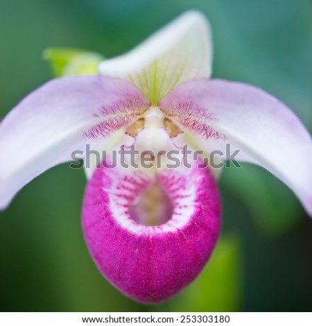 Showy Lady\'s Slipper (Cypripedium reginae)