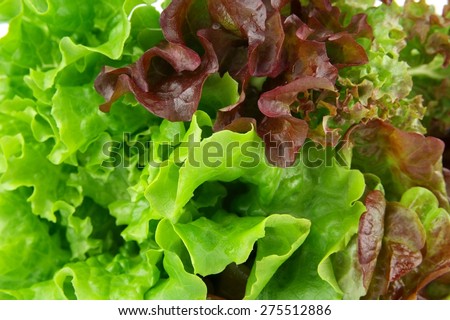Oakleaf lettuce, corrugated lettuce on entire background