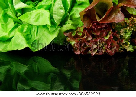 Oakleaf lettuce, corrugated lettuce isolated on black background