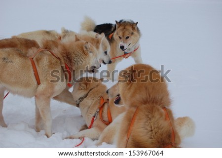 Sled dogs, already harnessed, waiting for their trip. Shot in October 2009 in the town of Tasiilaq in East-Greenland.
