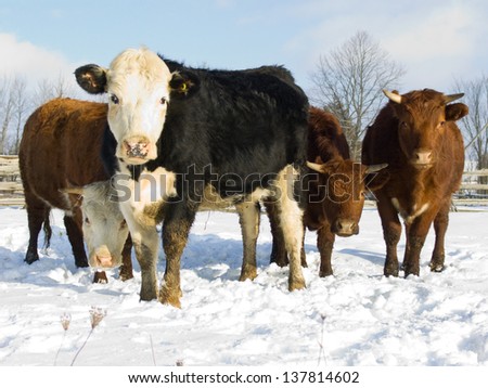 Cows on the farm in the winter in Canada.