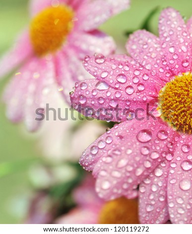 Beautiful flowers after the rain