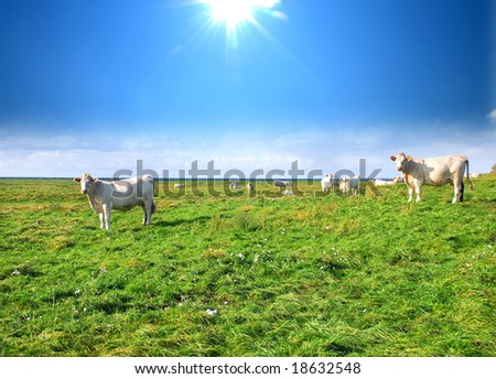 Cows on the meadow,  in a pasture,  sea and blue sky in the background