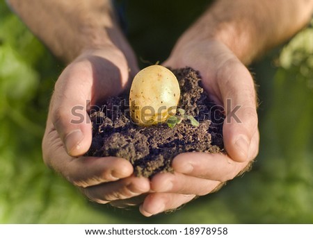 Hand holding plant, potato seed