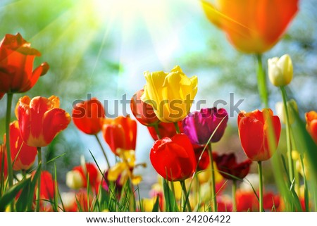 stock photo Beautiful spring flowers