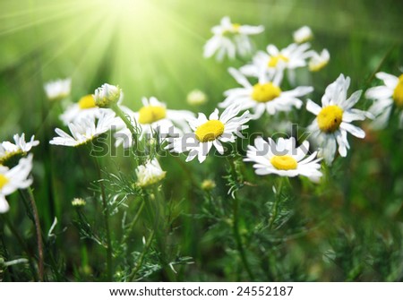 Field+of+daisies+background