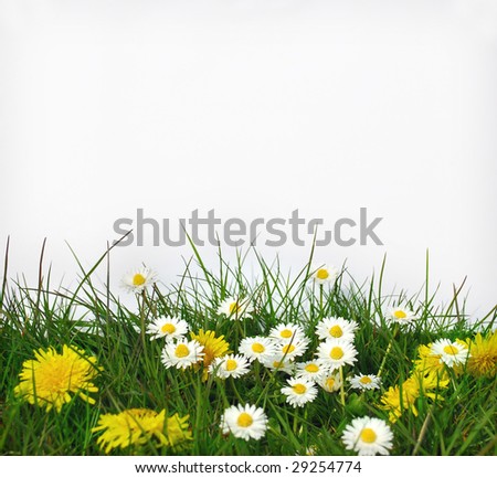 Blank paper and flower in front of