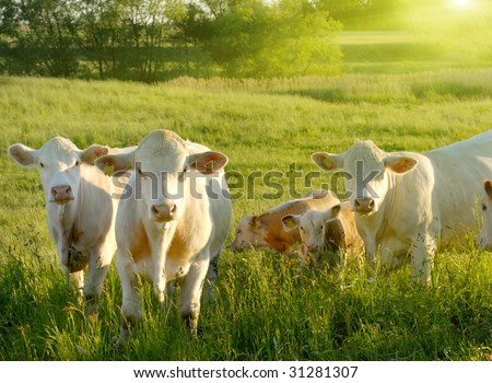 Happy cows