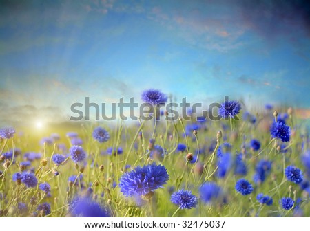 stock-photo-field-of-cornflowers-32475037.jpg