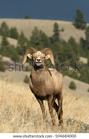 Bighorn sheep (Ovis canadensis), National Bison Range, Montana
