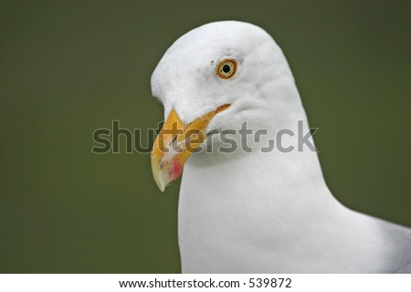 Herring gull (Larus argentatus) with tilted head, Cape May, NJ
