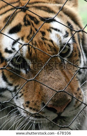 Tiger (Panthera tigris) behind fence