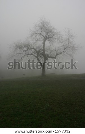 Winter tree in fog, Pelham Bay Park, Bronx, New York