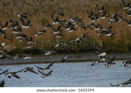 Brant geese (Branta bernicla) flying, Jamaica Bay Wildlife Refuge, Queens, New York