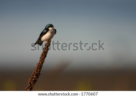 Tree swallow (Tachycineta bicolor), Jamaica Bay National Wildlife Refuge, Queens, New York