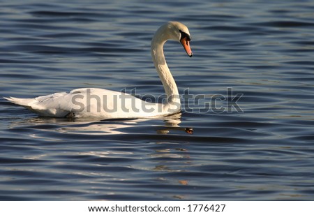 Mute swan (Cygnus olor) in water, Jamaica Bay Wildlife Refuge West Pond, Queens, New York