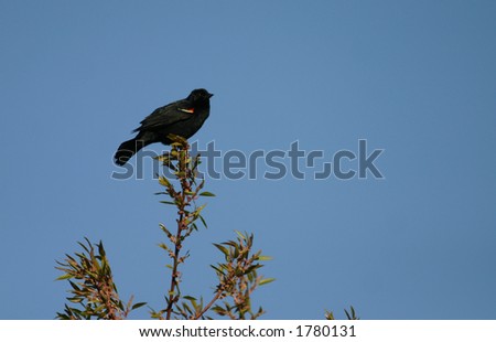 Male red winged blackbird (Agelaius phoeniceus), Jamaica Bay Wildlife Refuge, Queens, New York