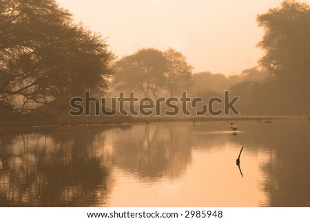 Wetland with black winged stilts (Himantopus himantopus) at dawn, Keoladeo Ghana National Park, Bharatpur, Rajasthan, India