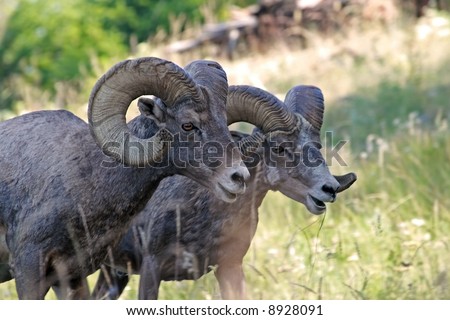 Bighorn sheep ram (Ovis canadensis), National Bison Range, Montana