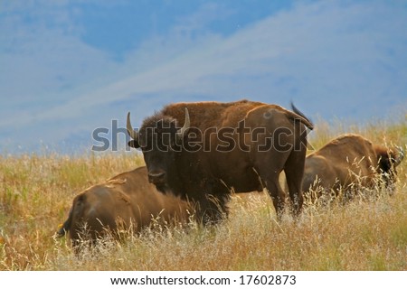 American bison (Bison bison), National Bison Range, Montana