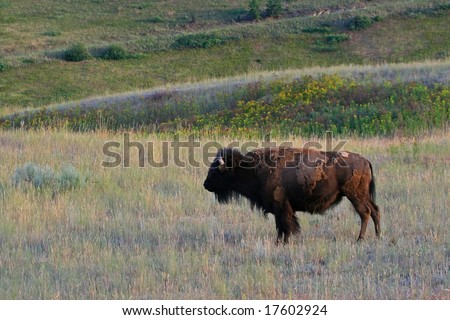 American bison (Bison bison), National Bison Range, Montana