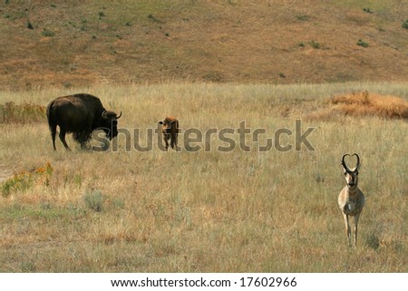 American bison (Bison bison) and pronghorn antelope (Antilocapra americana), National Bison Range, Montana