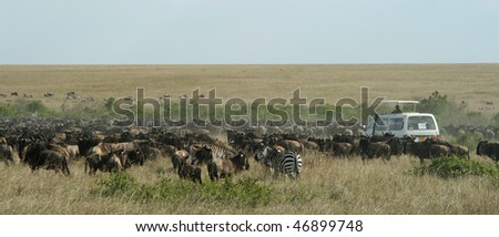 Safari vehicle in wildebeest (Connochaetes taurinus), Masai Mara, Kenya