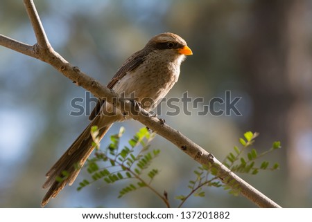 A Yellow Billed Shrike with light behind