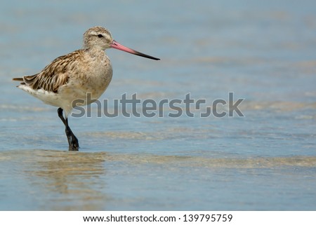 A Bar-Tailed Godwit posing in shallow water