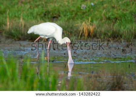 An African Spoonbill feeding in a marsh