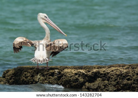 A Pink-Backed Pelican looking back over its shoulder while drying its wings