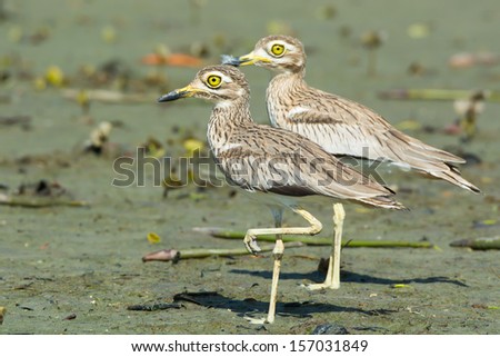 A pair of Senegalese Thicknees standing on a mud flat at low tide