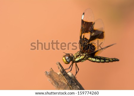 A side view of a female Portia Widow dragonfly from West Africa scratching her eyes