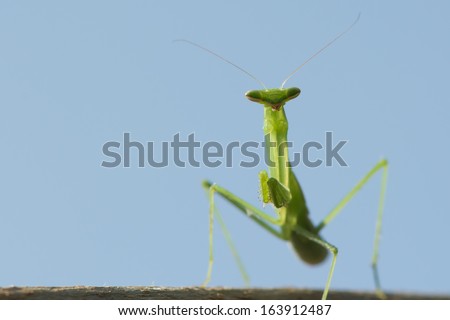 A Praying Mantis from West Africa facing the camera