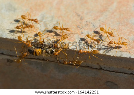A group of Weaver Ants (Oecophylla longinoda) working together to haul home a honey bee (Apis melifera adansoni)