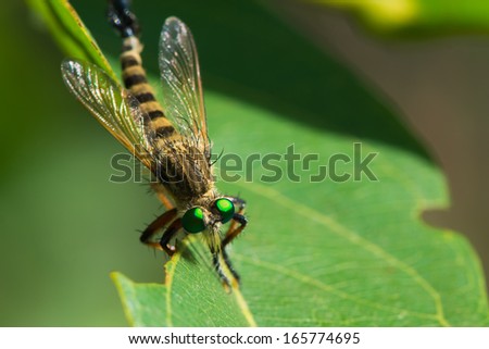A Robber Fly (promachus sp) with spiky hair and green eyes shot head on