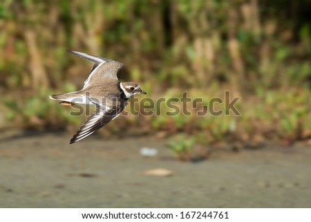 A Ringed Plover (Chadrius hiaticula) in flight over the mangroves and mud flats