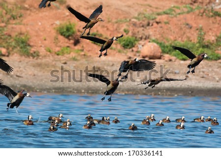 A group of White-faced Whistling Ducks ( Dendrocygna viduata) landing in water to join the flock