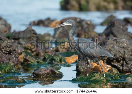 A Western Reef Heron (Egretta gularis) wading through rocks and tidal pools