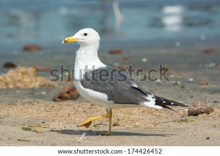 A Lesser Black-Backed Gull (Larus fuscus) stepping on the beach